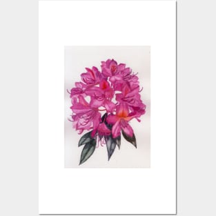 Pink rhododendron watercolour painting Posters and Art